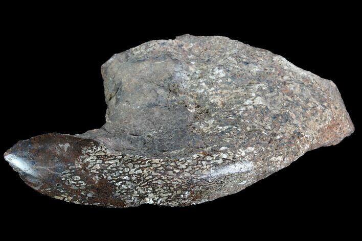 Polished Dinosaur Bone (Gembone) Section - Colorado #96432